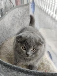 Bkh Scottish fold mix kitte