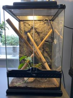 Madagaskar Taggecko mit zwei Terrarien und Zubehör zu verkaufen