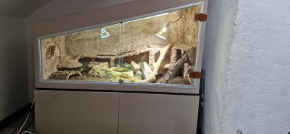 Bartagame mit Terrarium
