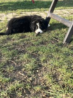 Berner Sennen Welpen