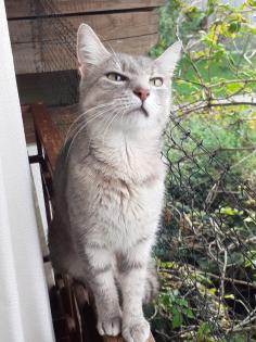 Blue sucht dringend ein Zuhause aus dem Tierschutz / gechipt geimpft kastriert