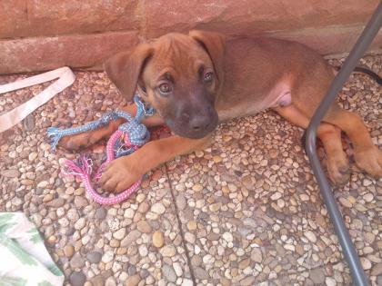Malinois X Ridgeback