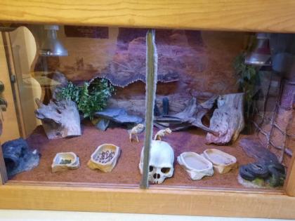 Zwergbartagamen mit Terrarium Aussengehege und Zubehör