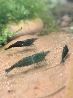 Neocaridina davidi Dark GreenJade Süßwasser Garnelen
