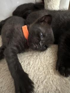 Siam Mix Kitten / Babykatze