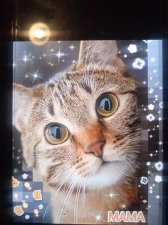 2 kleine amerikanische Shorthair Mix Katzen 16Wo weibl.