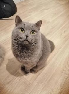Wunderschöne Deckkater BKH