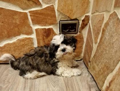 Shih-tzu-Malteser-Mix-Welpen