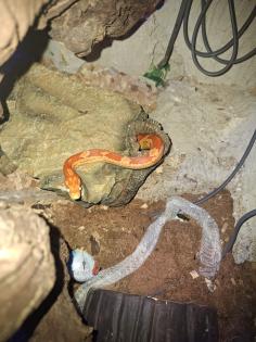 Kornnattern mit oder Ohne Terrarium dringend wegen Umzug abzugeben