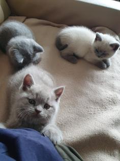 BKH Kitten Abgabebereit