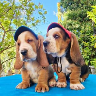 Entzückende Basset Hound Welpen