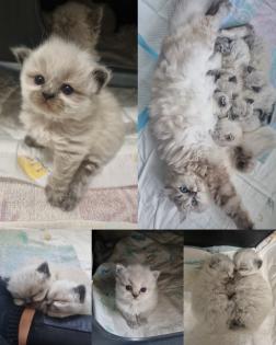 BLH/Ragdoll Kitten suchen ein liebevolles Zuhause