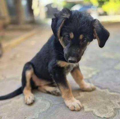 Lisbeth - Liebenswertes Flaschenkind Lisbeth sucht Zuhause