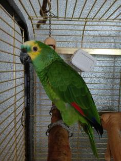 Einsame Blaustirn Amazone