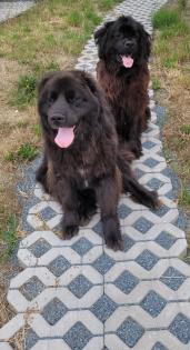 Neufundländer Leonberger Mix Welpen