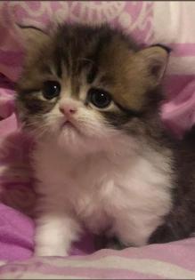 Perserkitten Perserbabys