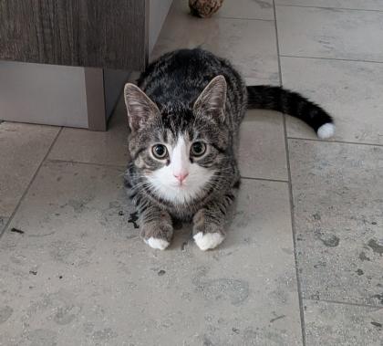 Niedliche Kitten männlich getigert 4 Monate