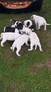 American Bulldog Welpen suchen Traumschloss