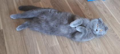 Bkh Mix Kater zum verkaufen