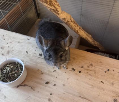 Zwei liebevolle Chinchilla-Damen 4 Jahre mit großem Käfig abzugeben