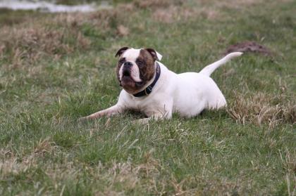 American Bulldog Welpen suchen Traumschloss