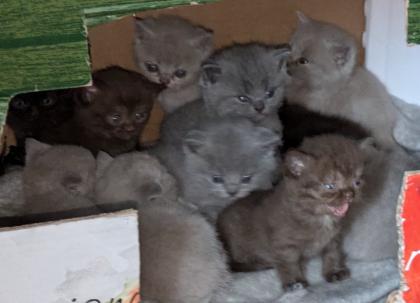Wir bieten liebevolle gut erzogene reinrassige Britisch-Kurzhaar-Kitten zu erschwinglichen Preise