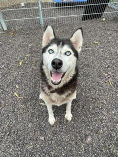Starlight - aktiv lieb - Husky-Mix