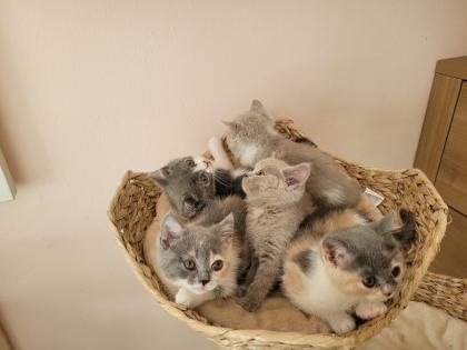 BKH Kitten reinrassig abholbereit