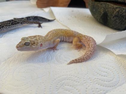 Leopardgecko Gruppe 8 Tiere mit Terrarium