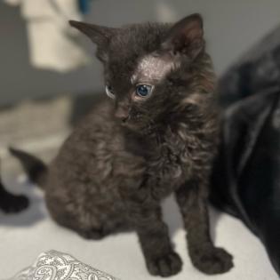 Don- Canadian Sphynx/ Sphinx Kitten