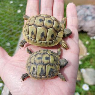 Griechische Landschildkröten/ Testudo hermanni NZ 2022/2021