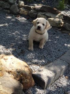 Labrador Welpen suchen dich