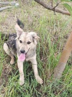 Thor - Tierschutz SOS hübscher Welpe Thor in Gefahr an der Ukrainischen Front