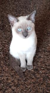Siam / Thai Kitten Blue Point Babys Kätzchen. 1 Junge. Abgabebereit.