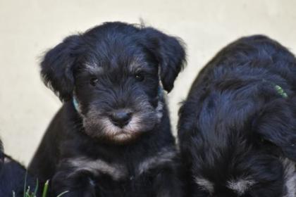 Zwergschnauzer Welpen mit Papieren