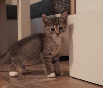 3 süße kitten mädels