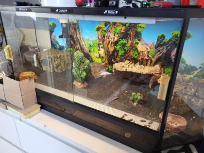 Geckos und Terrarium