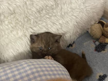 Britisch Kurzhaar BKH Katzenbaby Kätzchen Bicolor Chocolate Torty weis-schwarz weiß-rot