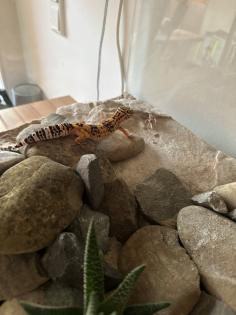 Leopardgecko Komplettpaket