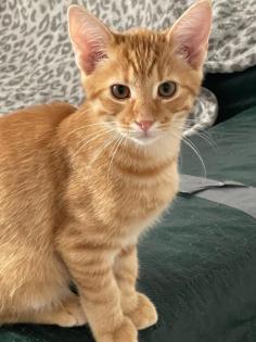 Babykatze 3 Monate alt abzugeben