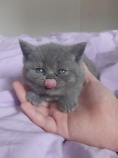 BKH Kittens Kartäuser Chartreux Russisch
