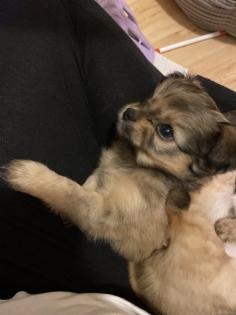 Chihuahua in Langhaar