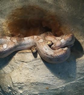 3 Kornnatter Weibchen anzugeben