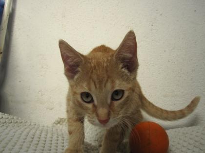 Junge Kater Katzenbaby