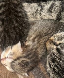 BKH/ EKH Kitten Babykatzen