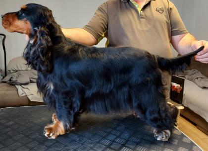 Englisch Cocker Spaniel