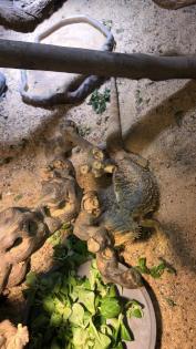 Bartagame Baghira sucht liebevolles neues Zuhause