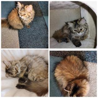 Reinrassige Perserkitten mit Nase