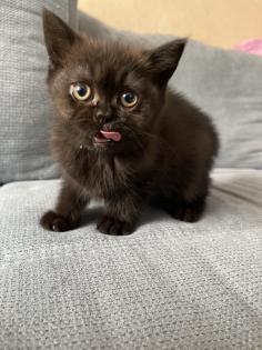 BKH kitten dürfen ins neue Zuhause