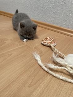 BKH Kitten Britisch Kurzhaar Katzenbabys Kitten